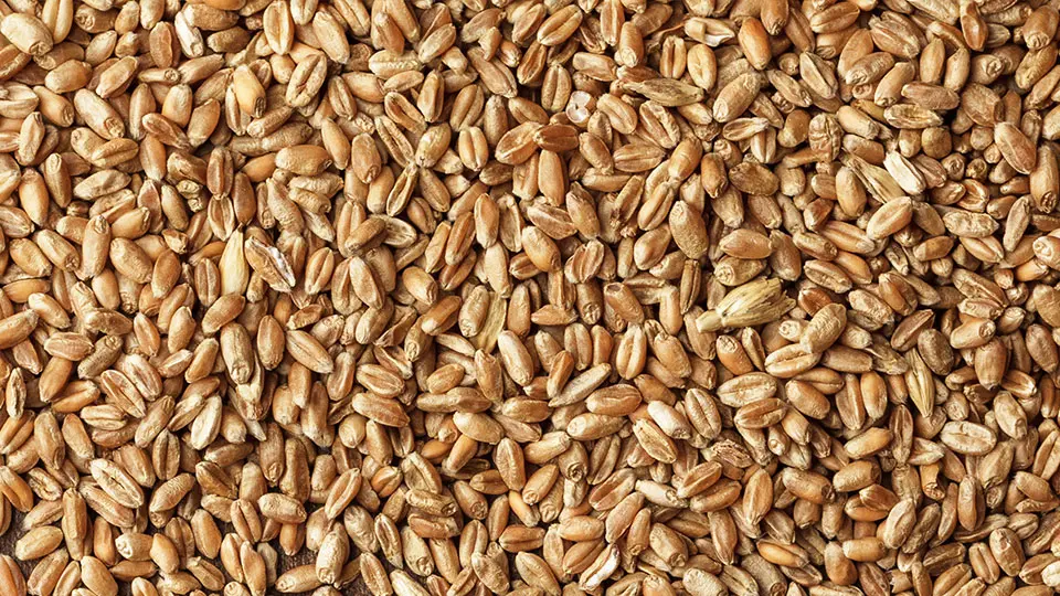 YEMLİK BUĞDAY 25 KG