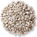 ASPİR TOHUMU ( 1 KG )